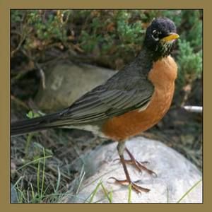 Meet your Posher, Robin